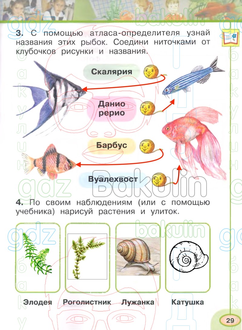 ГДЗ рабочая тетрадь по окружающему миру 1 класс Плешаков, Новицкая часть 1,  2 Перспектива, Решение, Часть 1 (Страница), 29