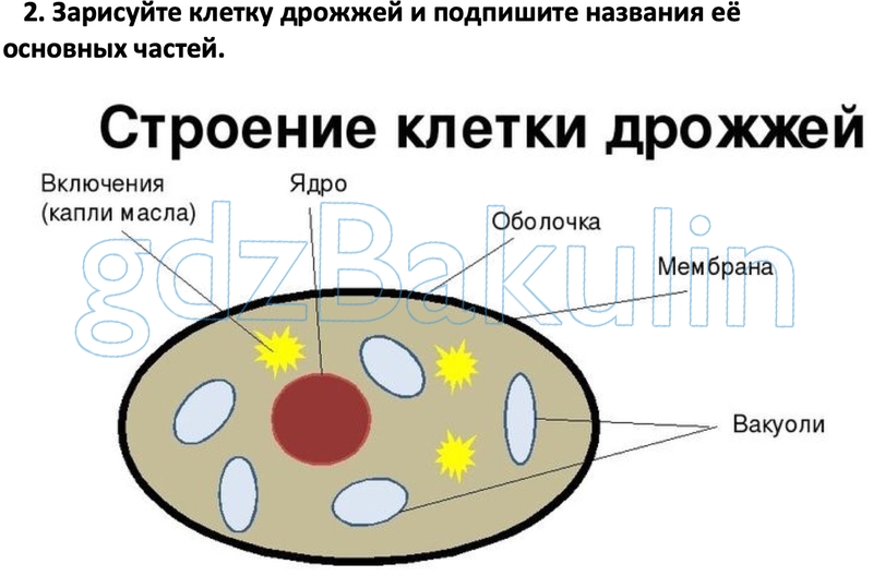 Зарисуйте виды. Строение клетки дрожжей. Строение дрожжевой клетки 5 класс биология. Строение клеток грибов дрожжей. Схема строения бактериальной клетки дрожжей.