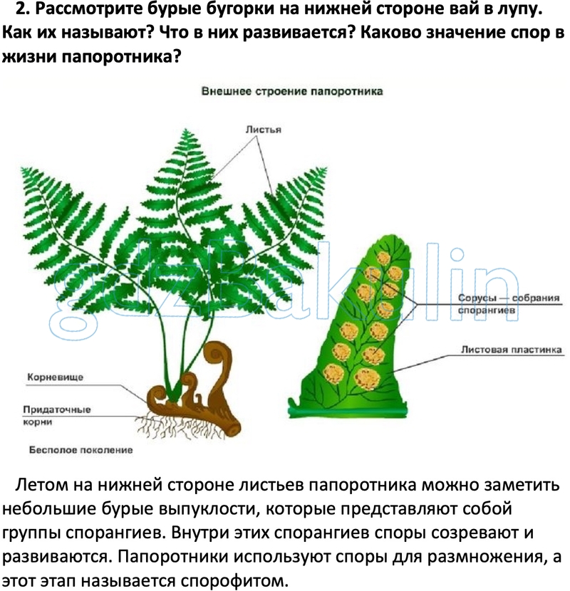 Биология 5 класс пасечник лабораторная работа