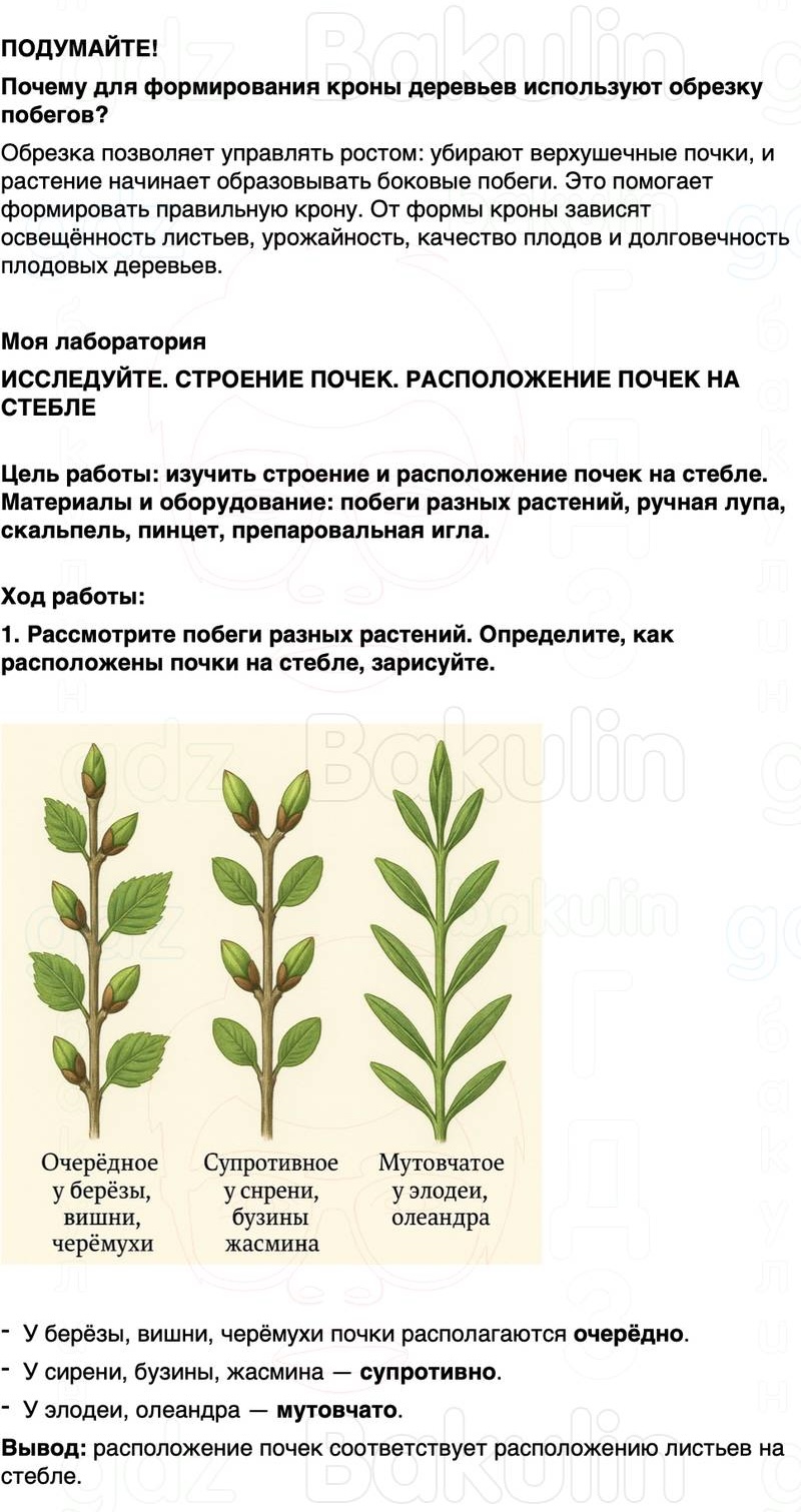 ГДЗ биология 6 класс Пасечник Линия жизни Параграф 10