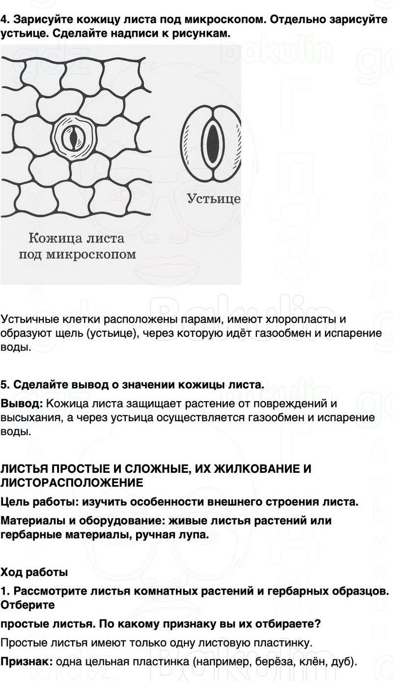 ГДЗ биология 6 класс Пасечник Линия жизни Параграф 12