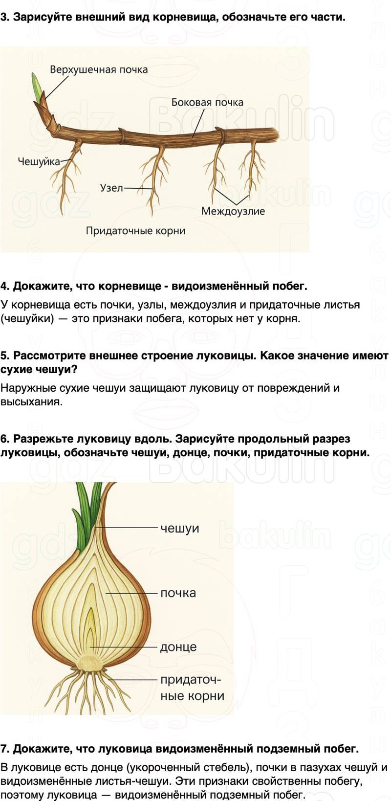 ГДЗ биология 6 класс Пасечник Линия жизни Параграф 13