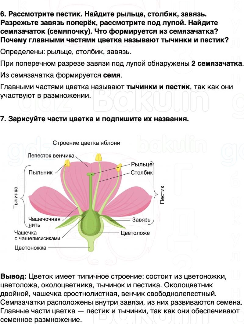 ГДЗ биология 6 класс Пасечник Линия жизни Параграф 14