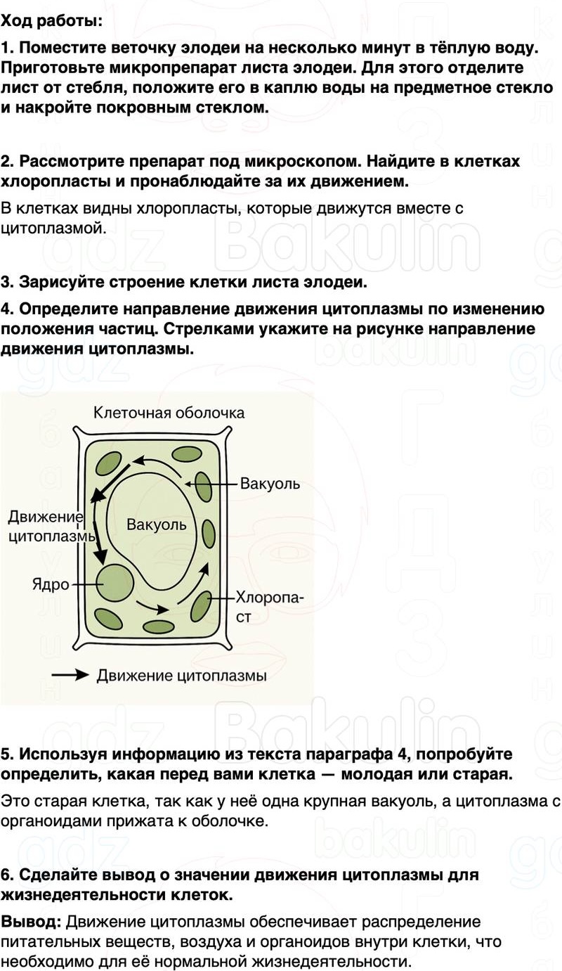 ГДЗ биология 6 класс Пасечник Линия жизни Параграф 4