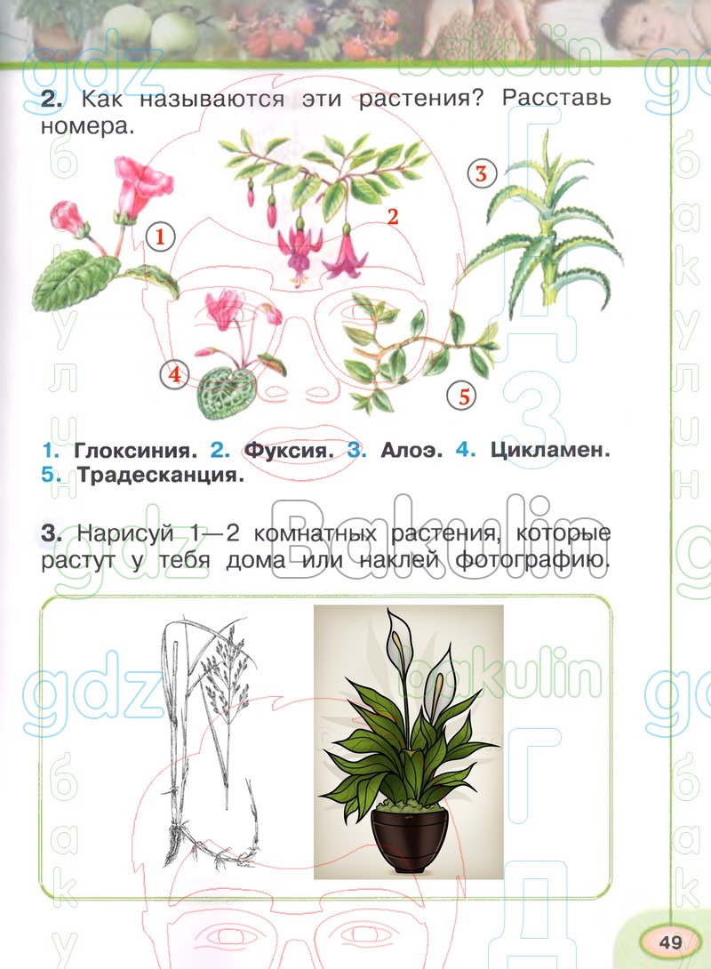 ГДЗ рабочая тетрадь по окружающему миру 1 класс Плешаков, Новицкая часть 1,  2 Перспектива, Решение, Часть 1 (Страница), 49