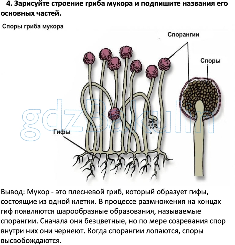 1 клеточные грибы. Спорангии гриба мукора. Мукор паразит. Строение спорангия мукора. Мукор спорангии и споры.