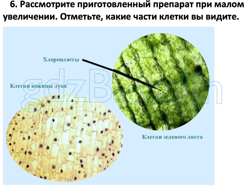 Какой микропрепарат изображен на рисунке. Хлоропласты в клетках эпидермиса листа.
